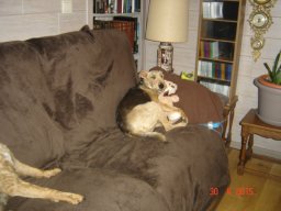 le_nouveau_bobby_20211126_1923439451